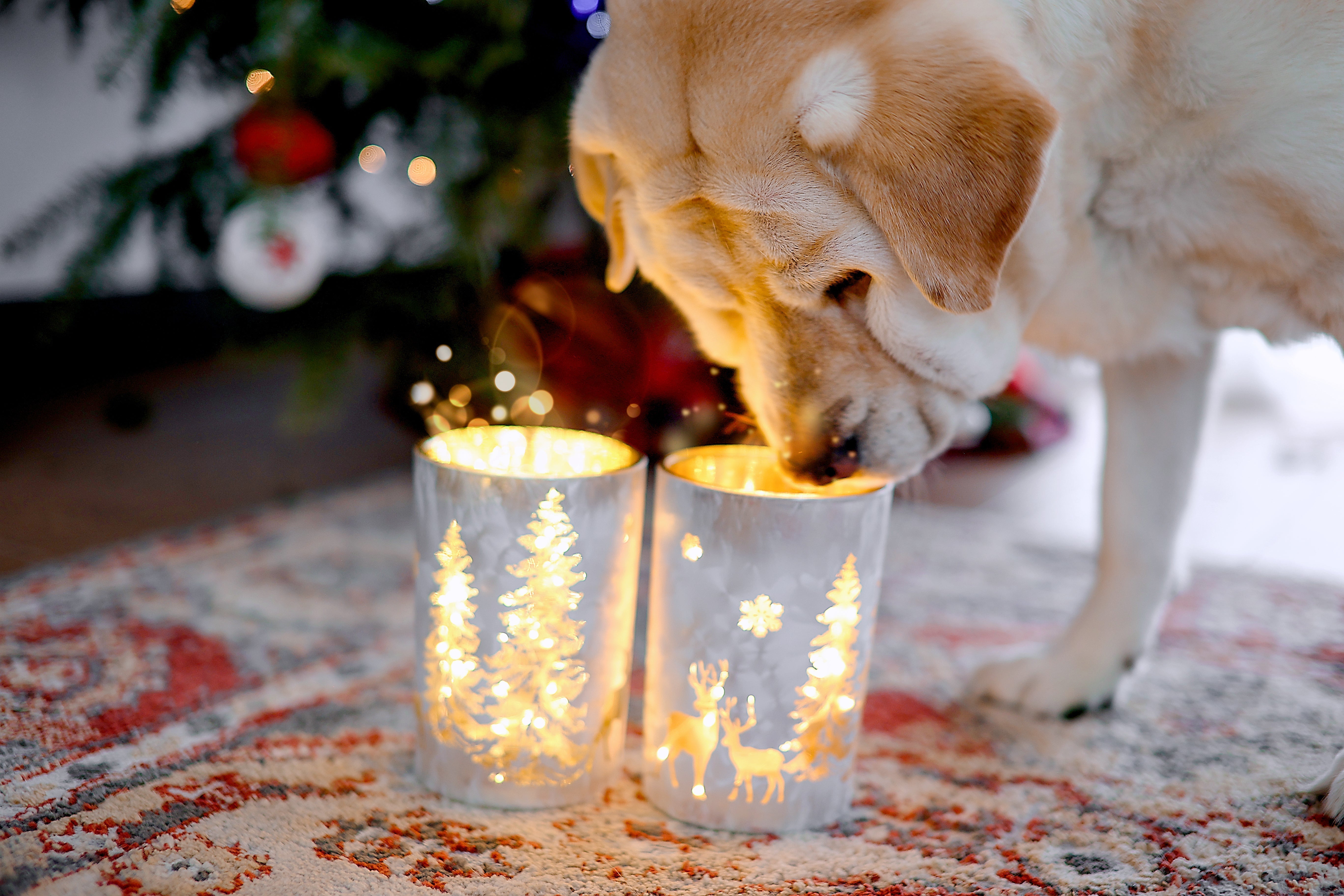 Are wax melts toxic to dogs?