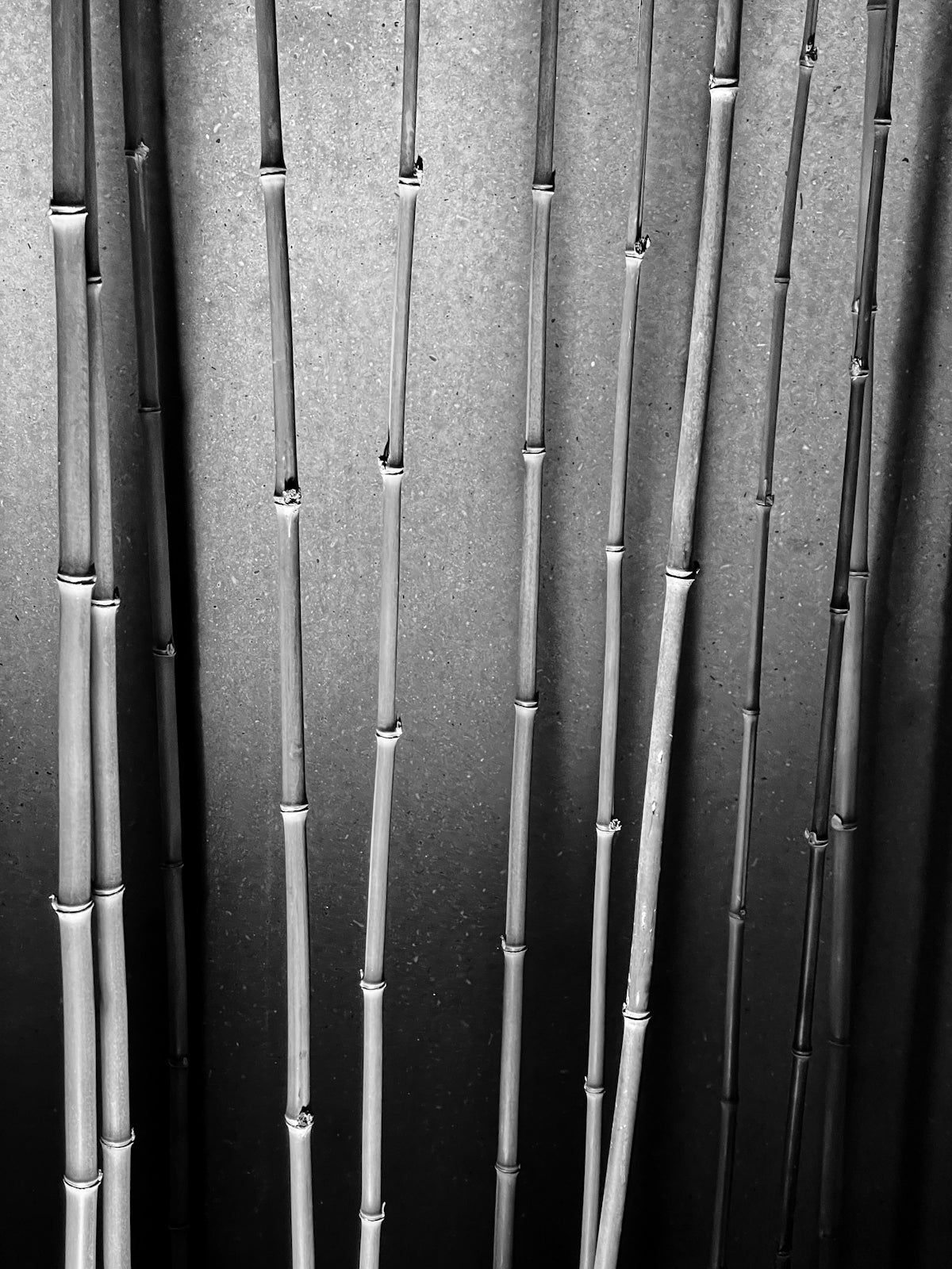 a black and white photo of a bunch of bamboo sticks
