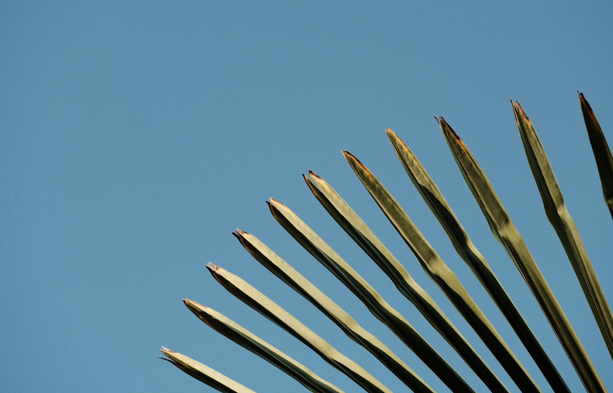a group of tall plants