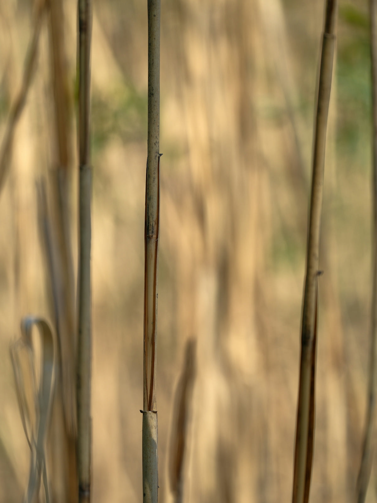 a close up of some bamboo