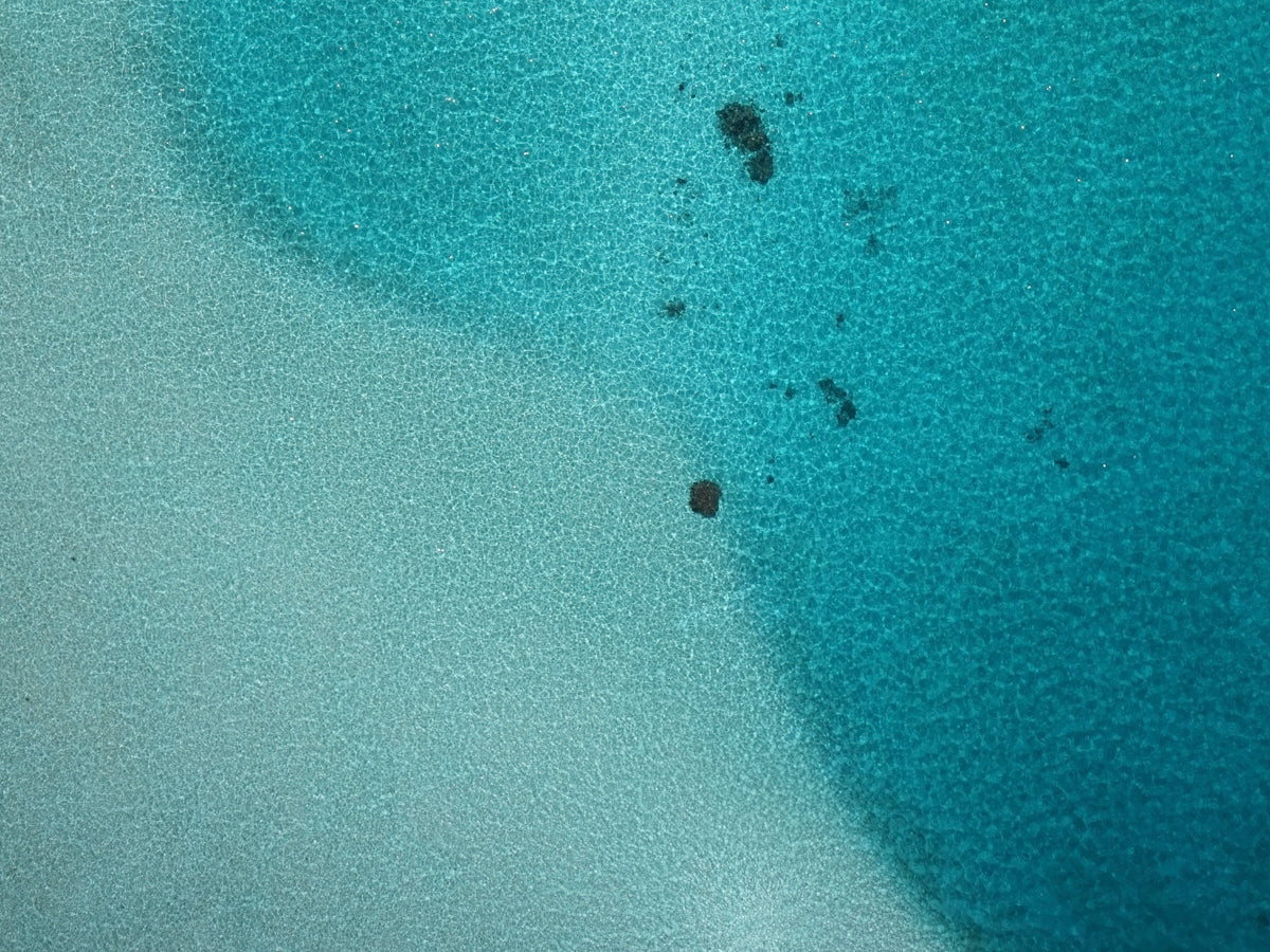 a group of black ants