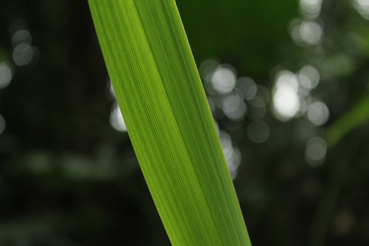a close up of a green leaf with a blurry background