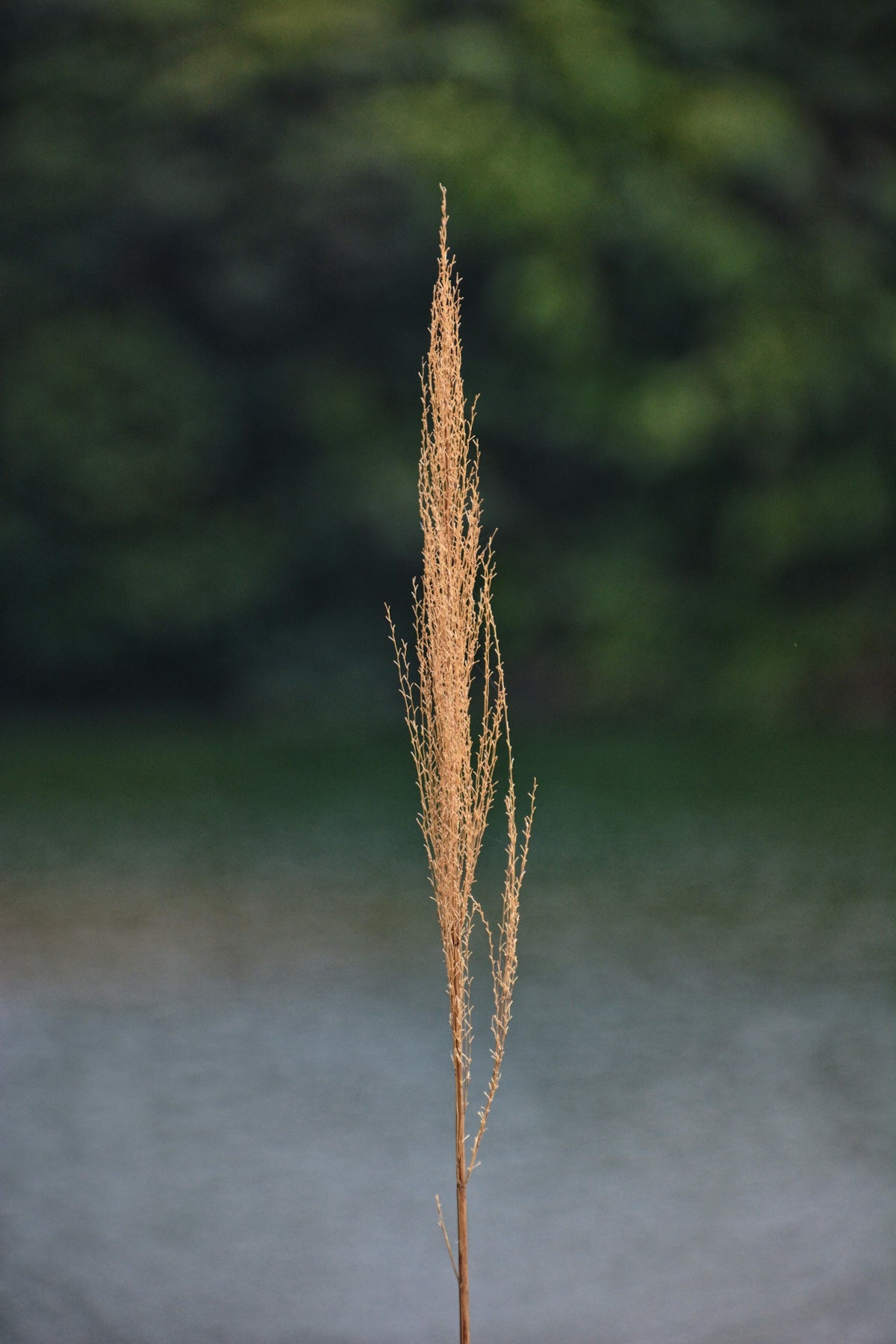 A single stalk of dry grass with blurred background