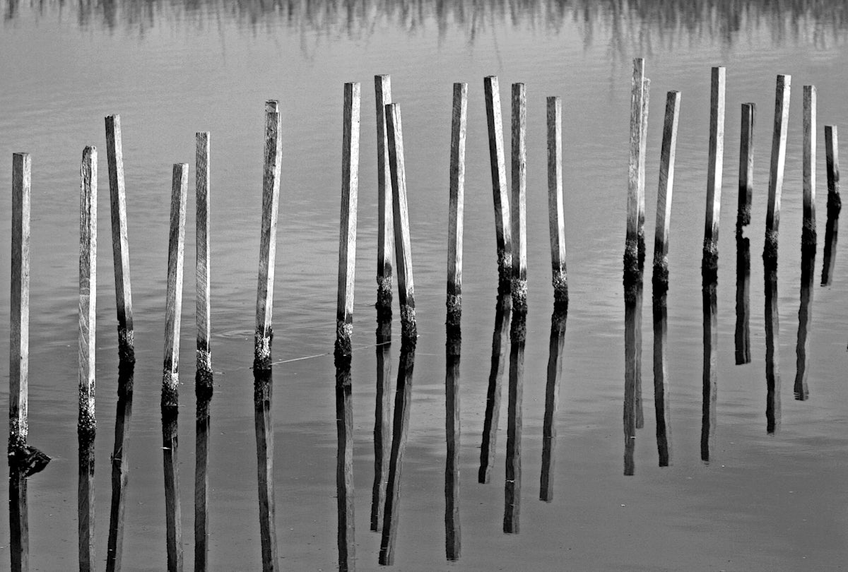 Wooden posts reflected in calm water
