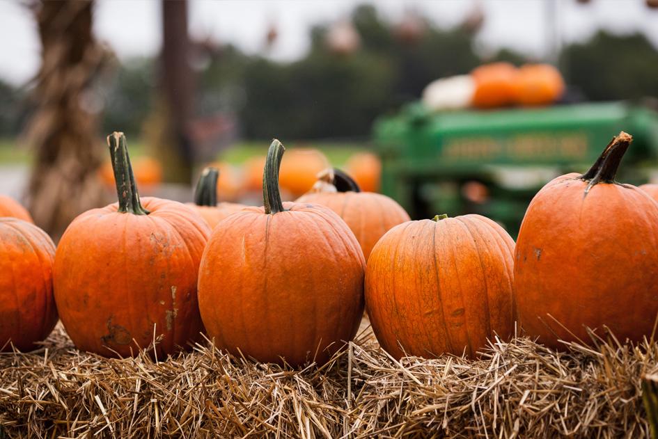 7 Tips for Pumpkin Perfection