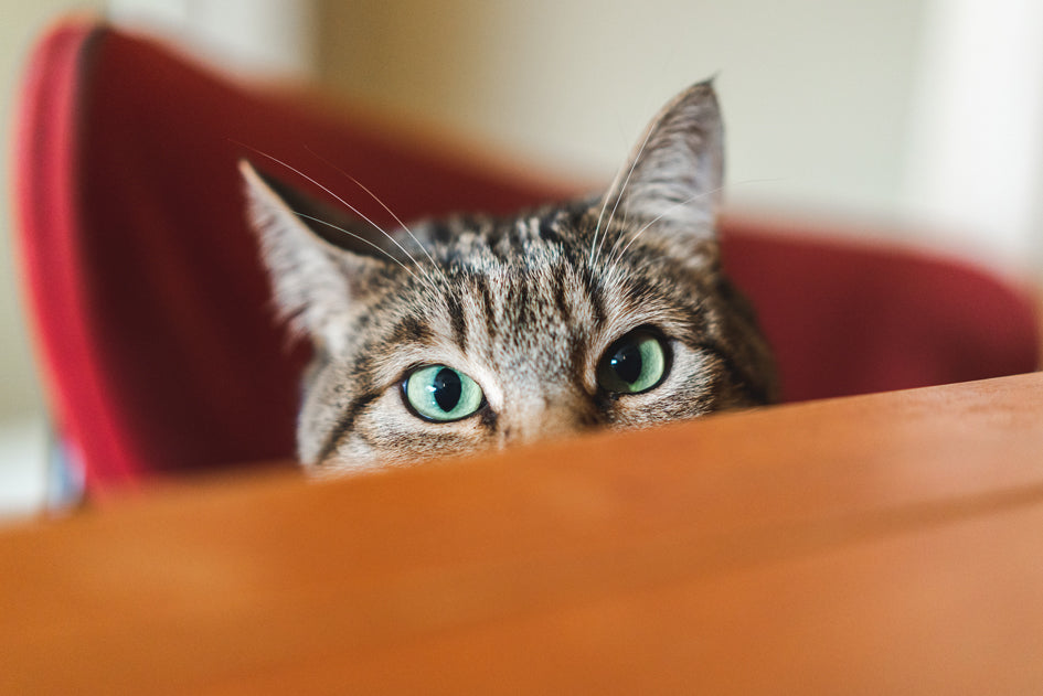 Are Wax Melts Safe for Cats? An Honest Guide for Cat Owners