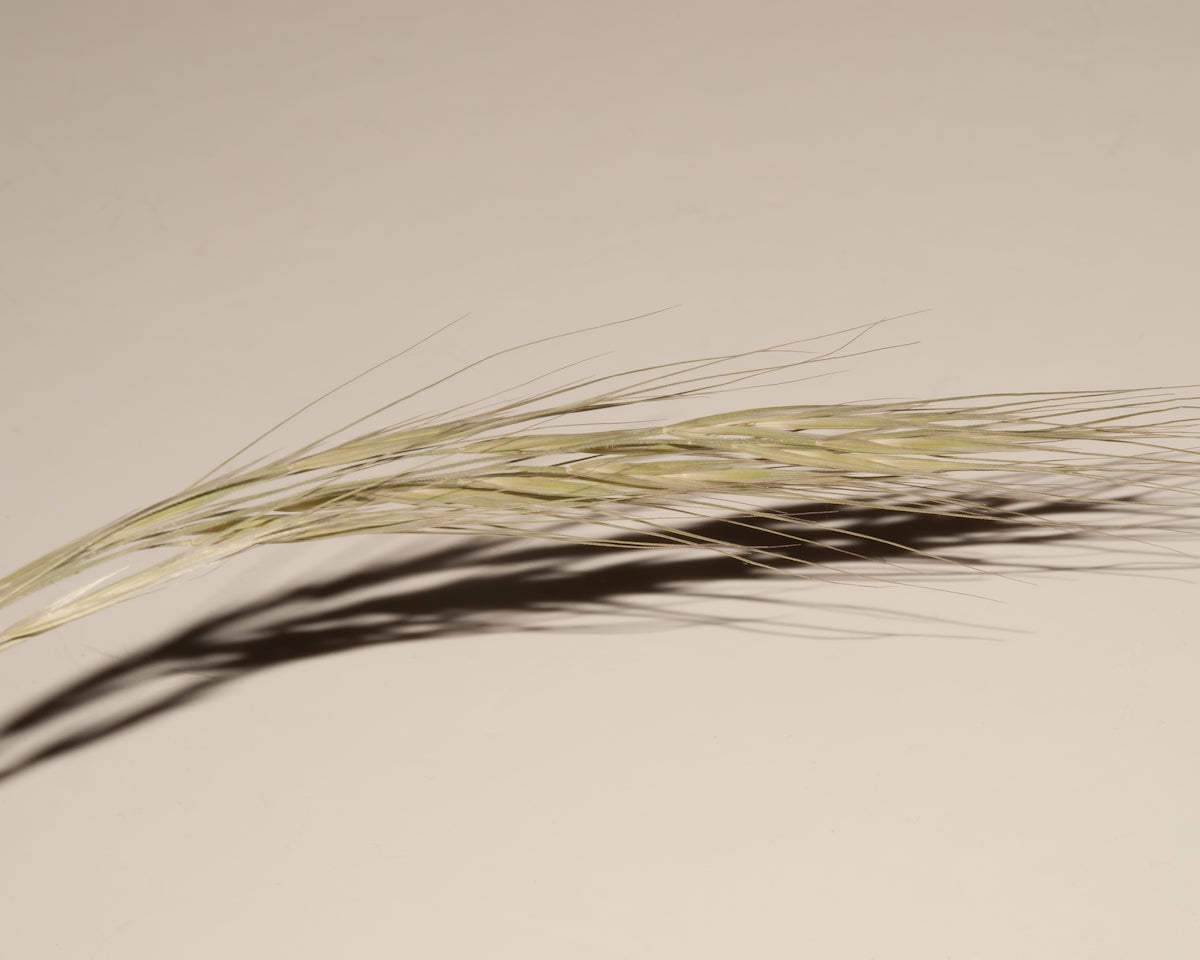 brown and black feather on white surface