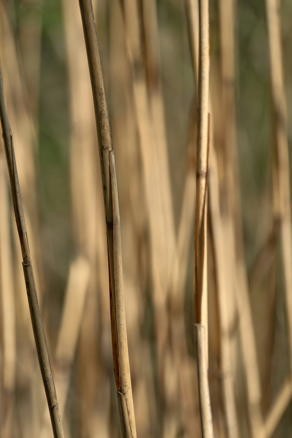 a close up of a bunch of trees with no leaves