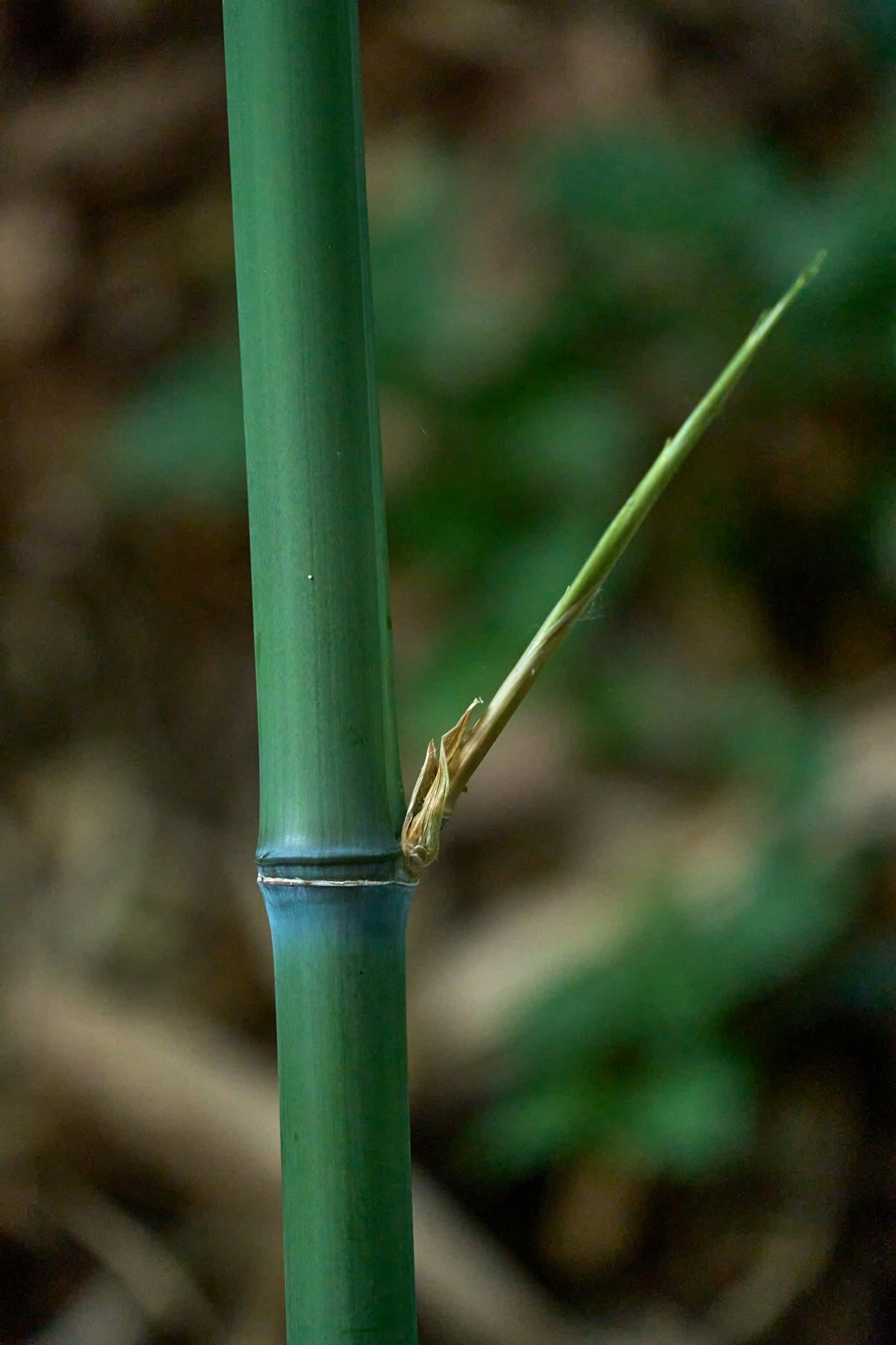 a praying mantis on a green tube