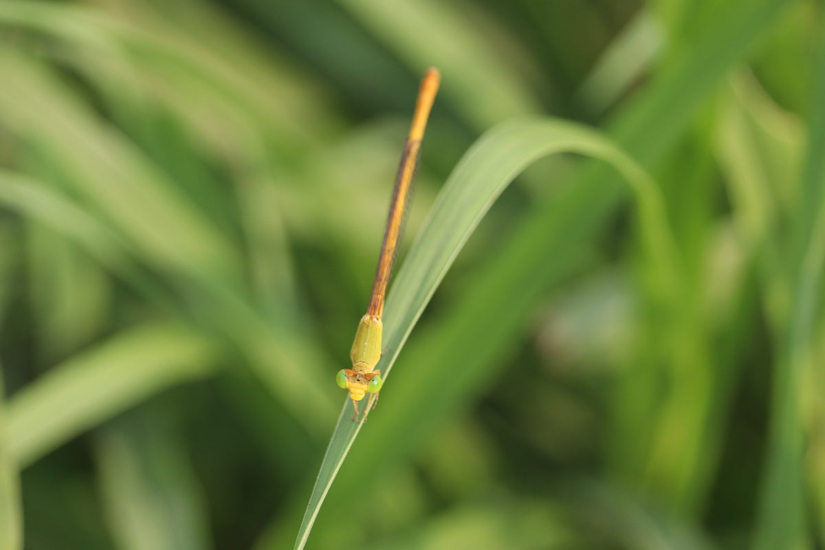 a close up of a green plant with a bug on it