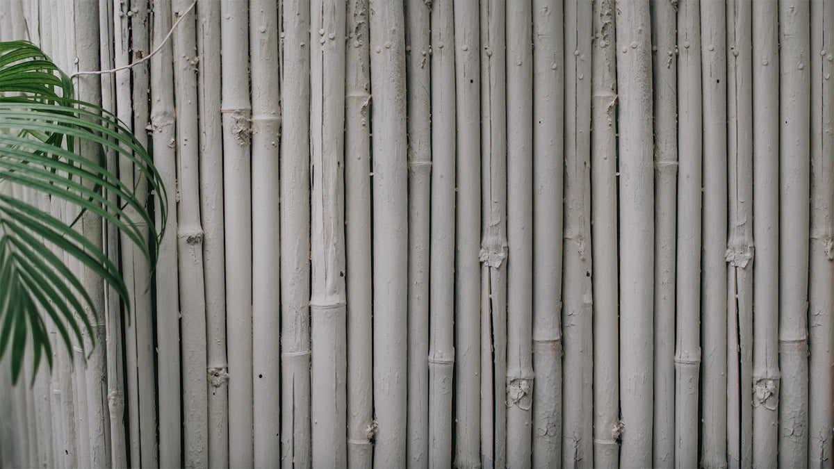 a palm tree next to a bamboo fence
