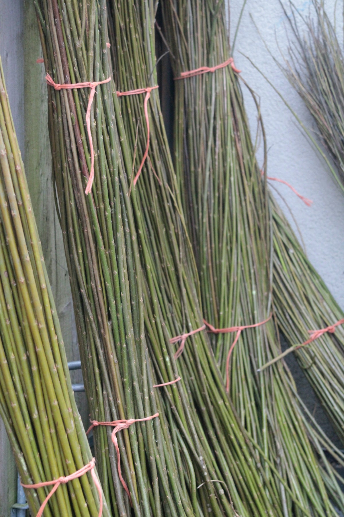 Bundles of freshly harvested willow branches.