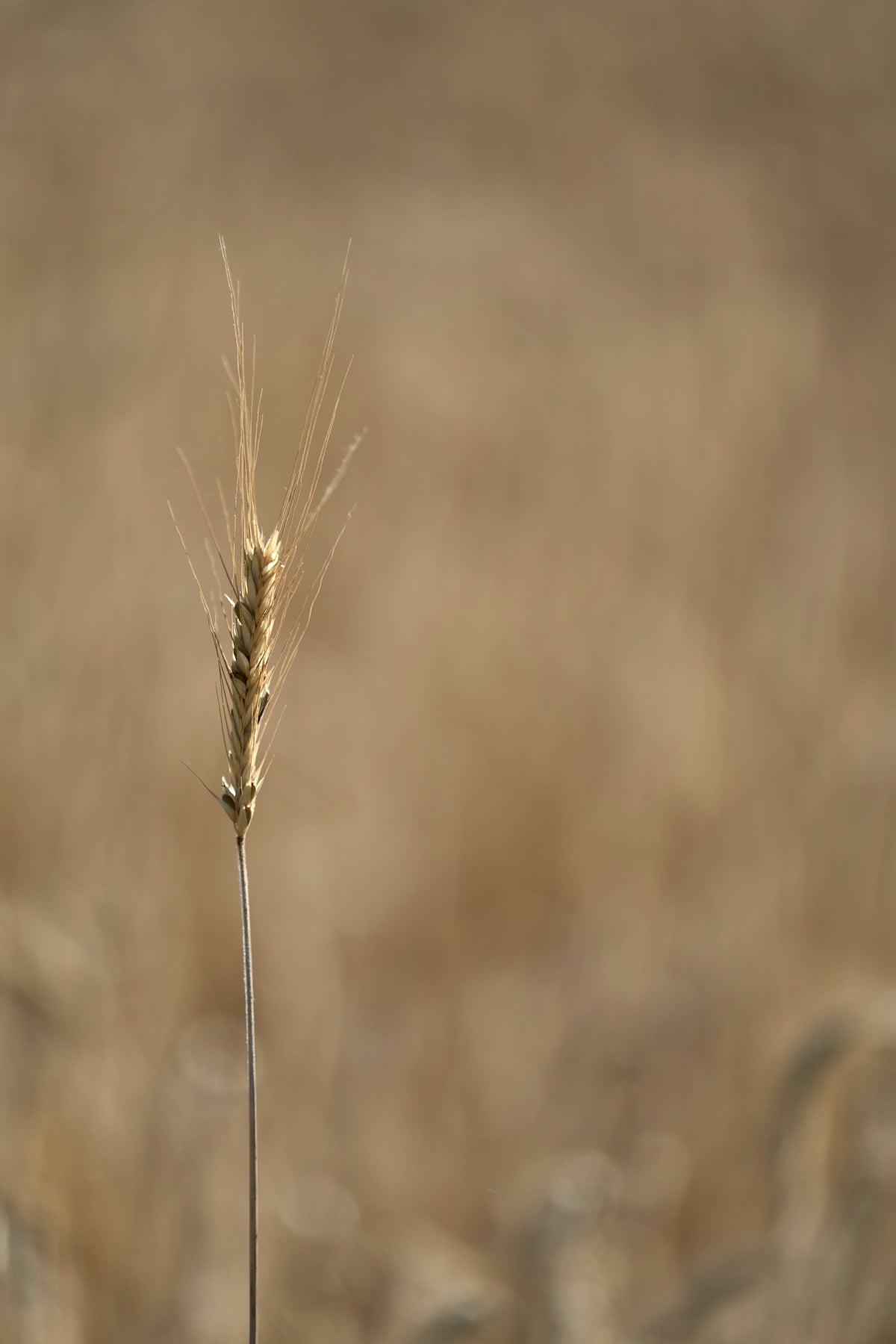 A single stalk of wheat in a field.
