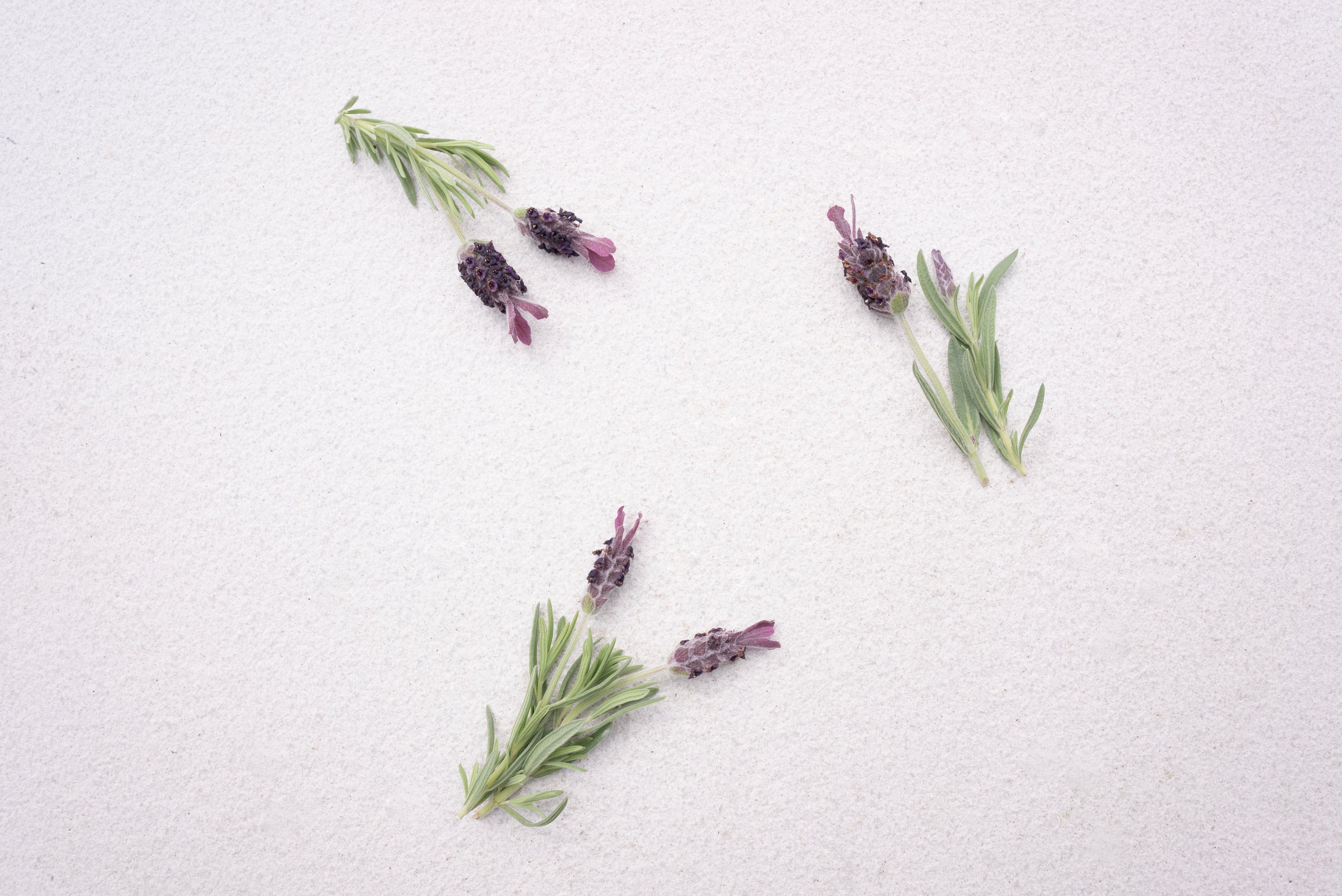 lavender dreams scent notes